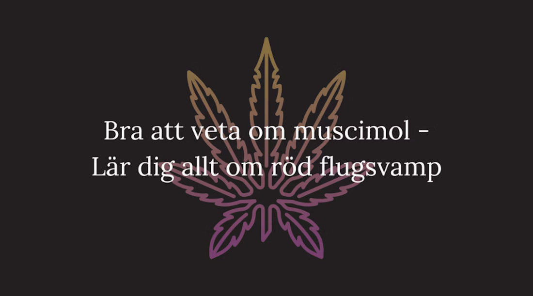 Bra att veta om muscimol - Lär dig allt om röd flugsvamp