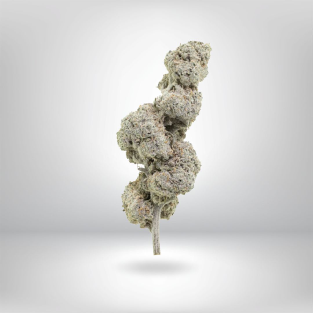 Partybolagets Super Lemon Haze THCA 5g 22% Buds har en enda premium cannabisblomma med täta, frostiga trikomer på en kort stam, mot en vanlig ljusgrå bakgrund och känd för sin subtila citrusarom.