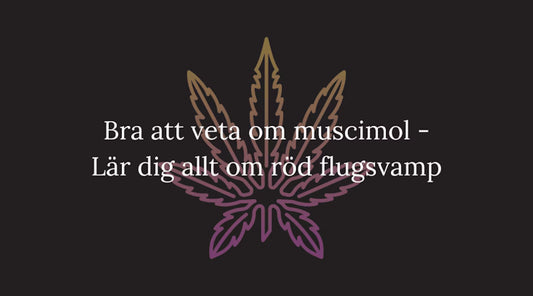 Bra att veta om muscimol - Lär dig allt om röd flugsvamp